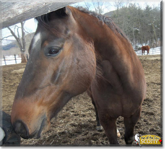 Scotty the American Quarter Horse, the Pet of the Day