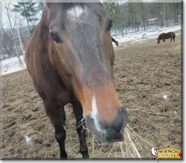 Scotty the American Quarter Horse, the Pet of the Day