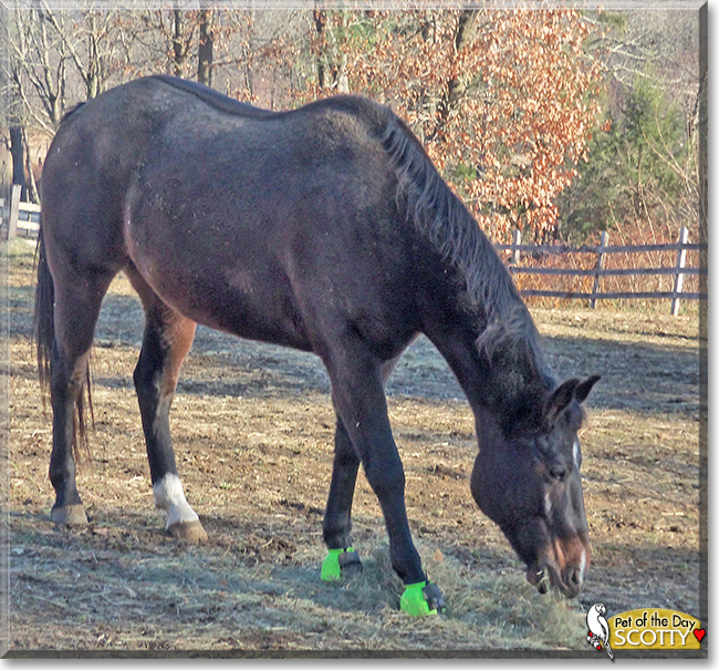 Scotty the American Quarter Horse, the Pet of the Day