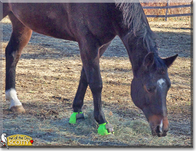 Scotty the American Quarter Horse, the Pet of the Day