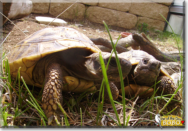 Bobo the Tortoise, the Pet of the Day