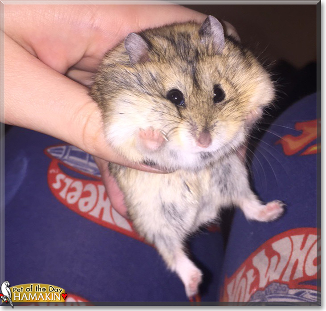 Hamakin the Russian Dwarf Hamster, the Pet of the Day