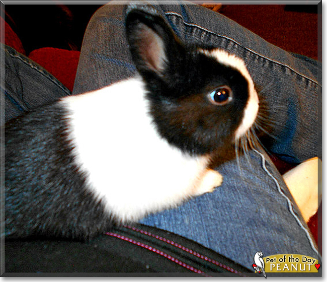 Peanut the Dutch Rabbit, the Pet of the Day
