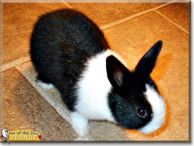 Peanut the Dutch Rabbit, the Pet of the Day