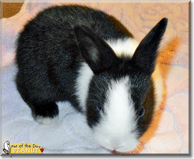 Peanut the Dutch Rabbit, the Pet of the Day