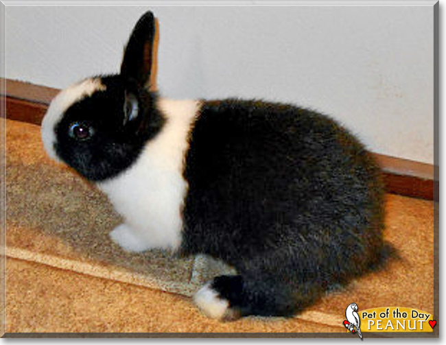 Peanut the Dutch Rabbit, the Pet of the Day