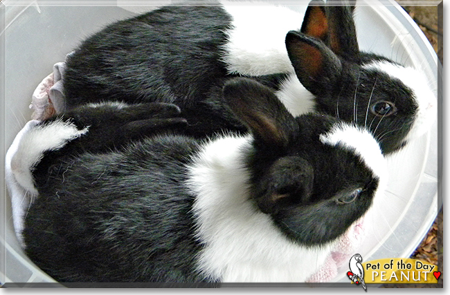Peanut the Dutch Rabbit, the Pet of the Day