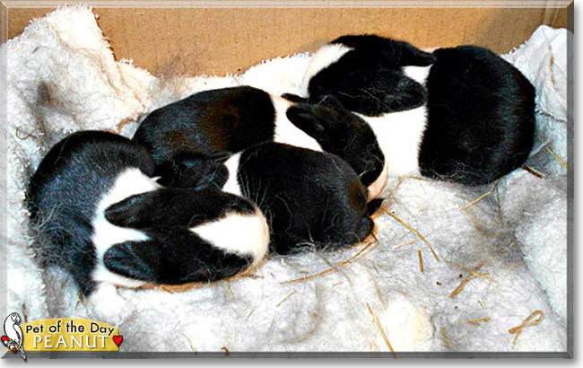 Peanut the Dutch Rabbit, the Pet of the Day