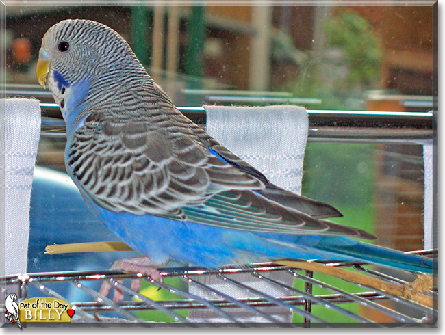 Billy the Budgerigar, the Pet of the Day