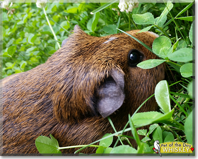 Whiskey the American Guinea Pig, the Pet of the Day