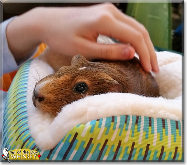 Whiskey the American Guinea Pig, the Pet of the Day