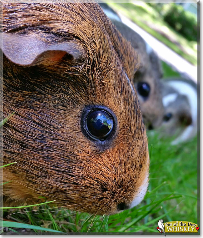Whiskey the American Guinea Pig, the Pet of the Day