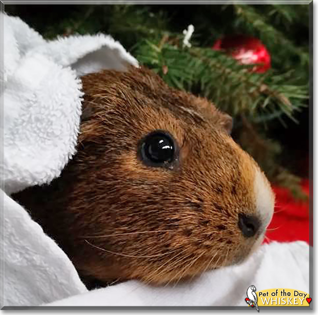 Whiskey the American Guinea Pig, the Pet of the Day