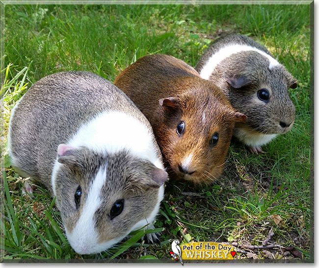 Whiskey the American Guinea Pig, the Pet of the Day
