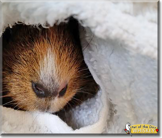 Whiskey the American Guinea Pig, the Pet of the Day