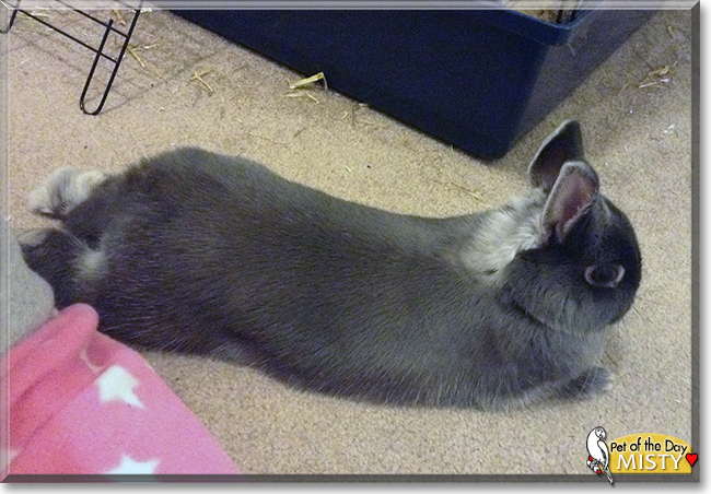 Misty the Netherland Dwarf Rabbit, the Pet of the Day