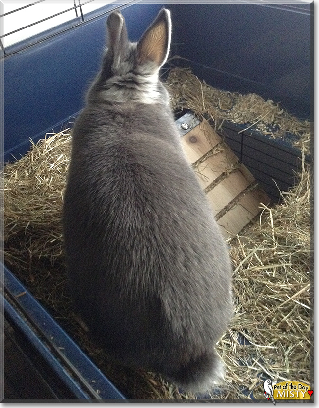 Misty the Netherland Dwarf Rabbit, the Pet of the Day