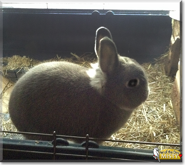 Misty the Netherland Dwarf Rabbit, the Pet of the Day