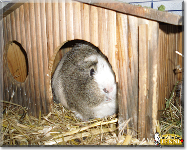 Lenni the Guinea Pig, the Pet of the Day