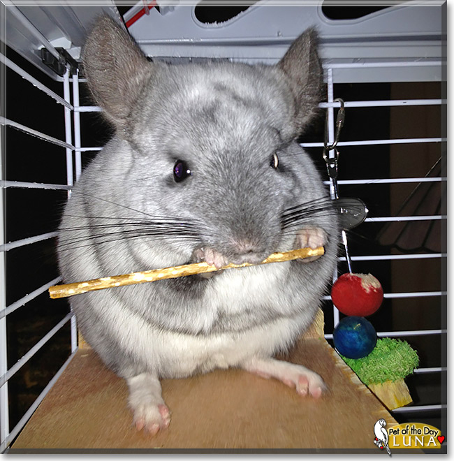 Luna the Chinchilla, the Pet of the Day