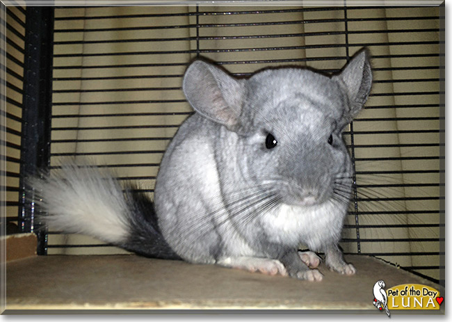 Luna the Chinchilla, the Pet of the Day