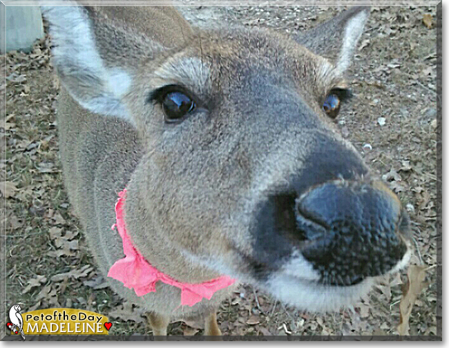 Madeleine the White-tailed Deer, the Pet of the Day
