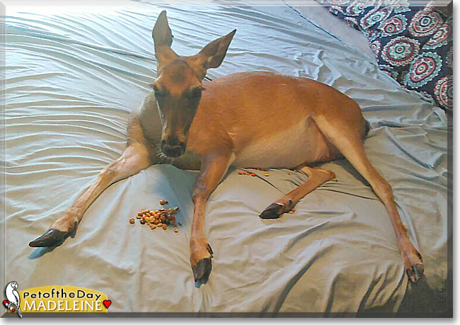 Madeleine the White-tailed Deer, the Pet of the Day