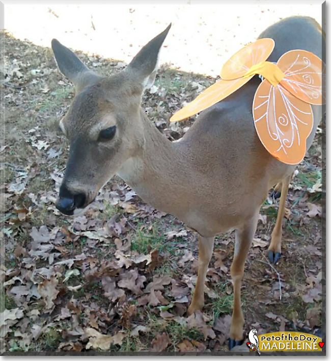 Madeleine the White-tailed Deer, the Pet of the Day
