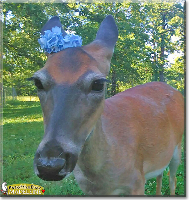 Madeleine the White-tailed Deer, the Pet of the Day