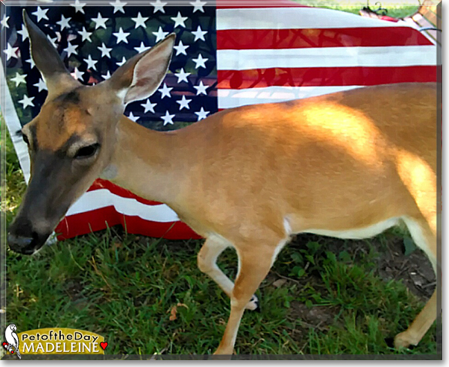 Madeleine the White-tailed Deer, the Pet of the Day