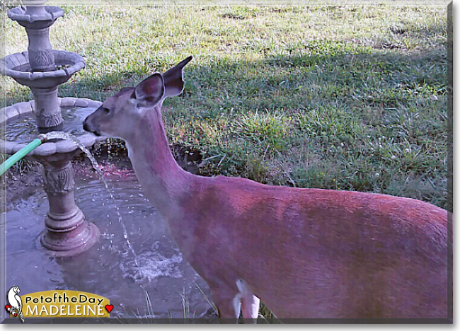Madeleine the White-tailed Deer, the Pet of the Day