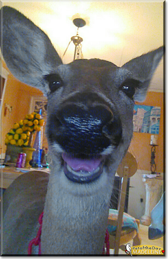 Madeleine the White-tailed Deer, the Pet of the Day