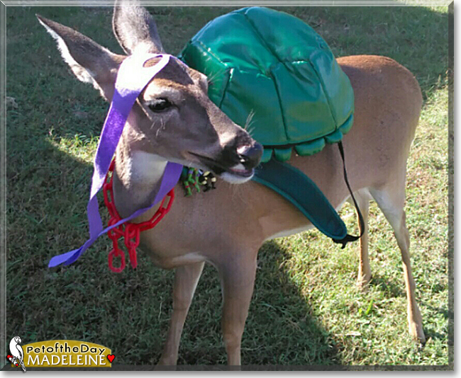 Madeleine the White-tailed Deer, the Pet of the Day