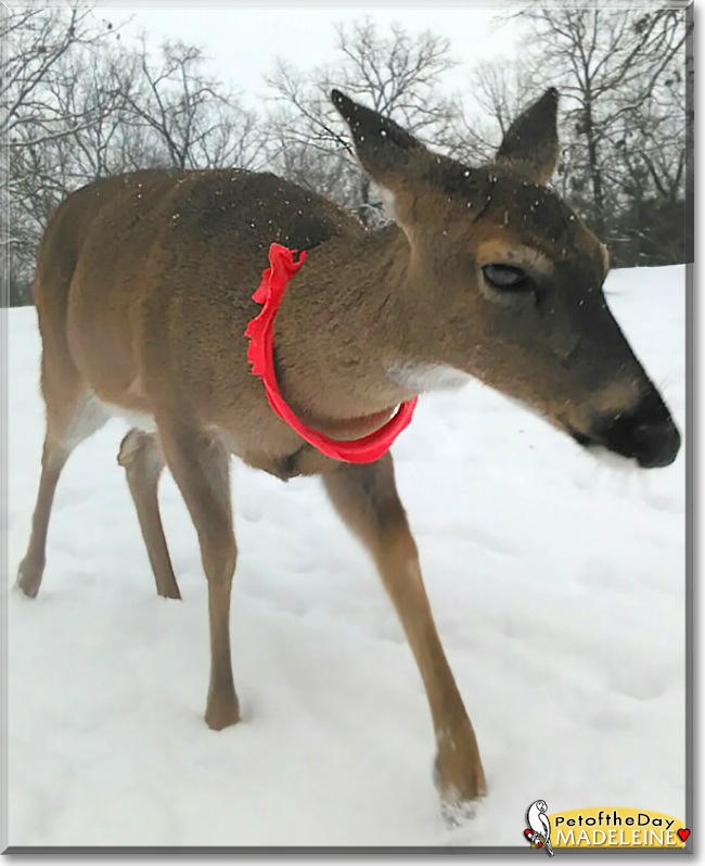 Madeleine the White-tailed Deer, the Pet of the Day