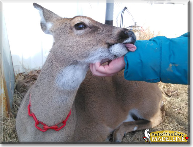Madeleine the White-tailed Deer, the Pet of the Day