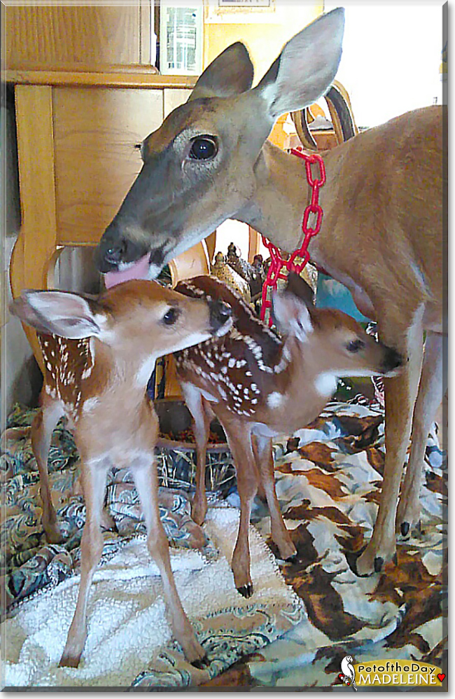 Madeleine the White-tailed Deer, the Pet of the Day
