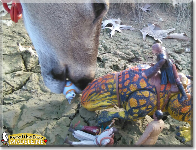 Madeleine the White-tailed Deer, the Pet of the Day