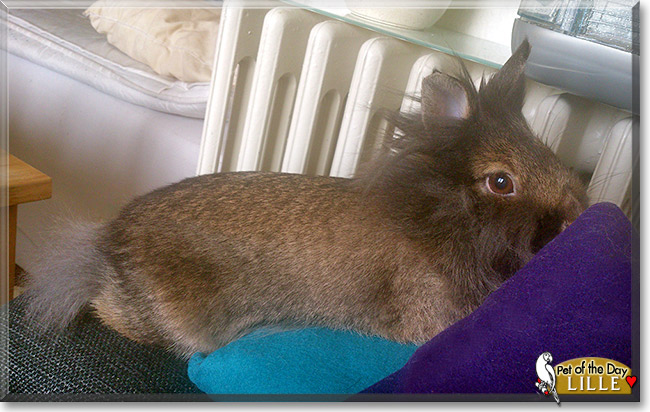 Lille the Lionhead Rabbit, the Pet of the Day