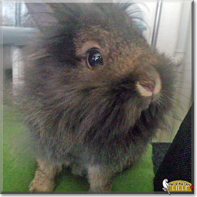 Lille the Lionhead Rabbit, the Pet of the Day