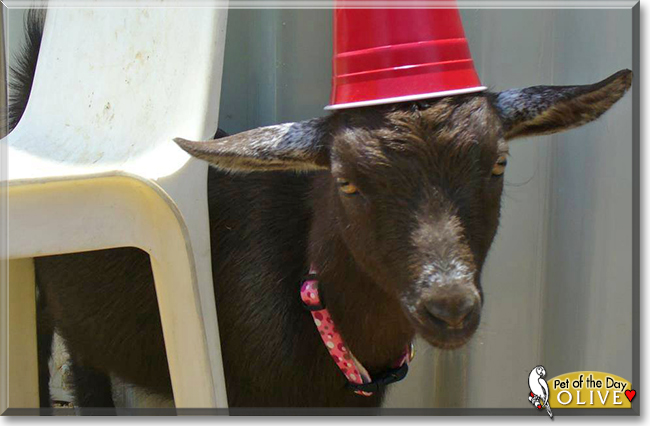 Olive the Nigerian Dwarf Goat, the Pet of the Day