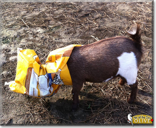 Olive the Nigerian Dwarf Goat, the Pet of the Day