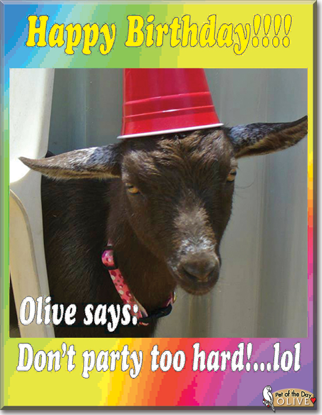 Olive the Nigerian Dwarf Goat, the Pet of the Day