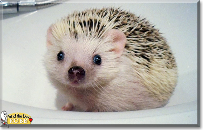 Robb the African Pygmy Hedgehog, the Pet of the Day