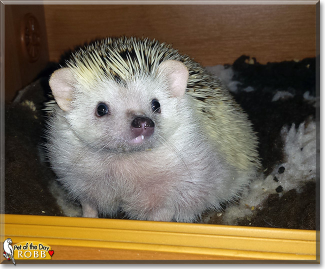 Robb the African Pygmy Hedgehog, the Pet of the Day
