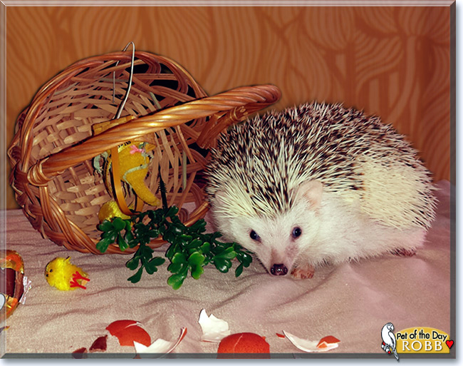 Robb the African Pygmy Hedgehog, the Pet of the Day