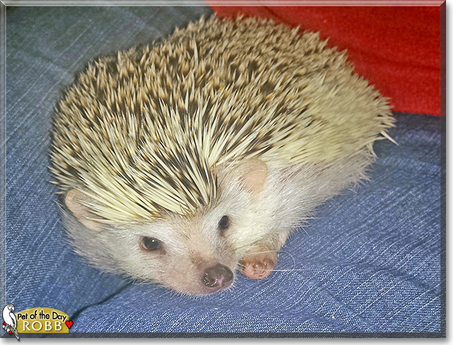 Robb the African Pygmy Hedgehog, the Pet of the Day