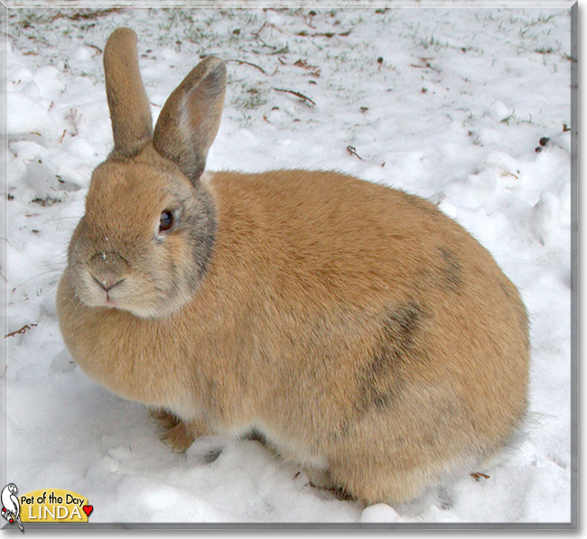 Linda the Rabbit, the Pet of the Day