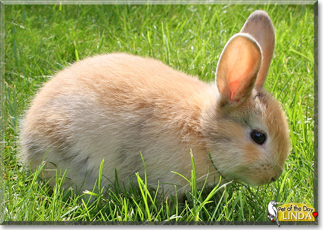 Linda the Rabbit, the Pet of the Day