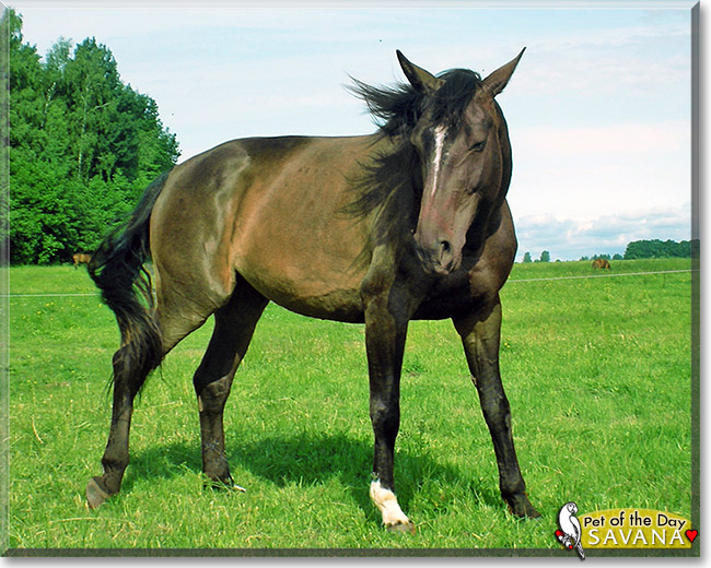Savana the Horse, the Pet of the Day