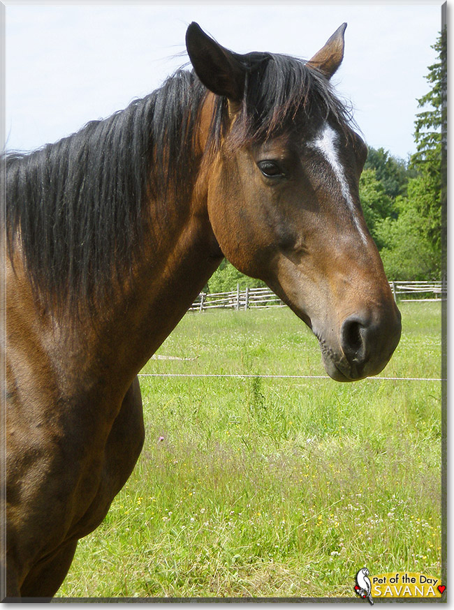 Savana the Horse, the Pet of the Day